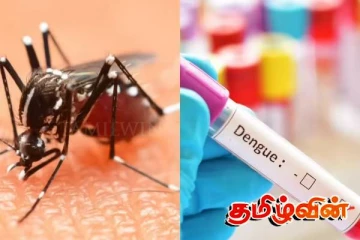 யாழில் அடையாளம் காணப்பட்டுள்ள டெங்கு நோயாளிகள்: விடுக்கப்பட்டுள்ள கோரிக்கை