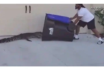 குழந்தையிடம் மெதுவாக நெருங்கி வந்த 6 அடி முதலை - லாவகமாக பிடித்த ராணுவ வீரர் - திக் திக் வீடியோ