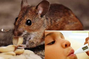 වැස්සත් එක්ක රෝග දෙකක අවදානම් තත්ත්වයක් - මේ ගැනත් අවදානයෙන් පසුවන්න.