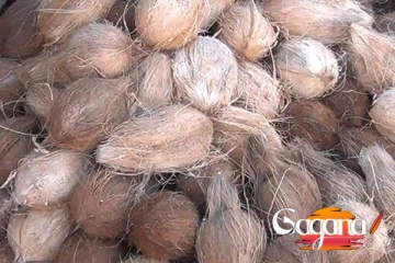 ඩොලරයක් වූ අපේ රටේ පොල්...!!!