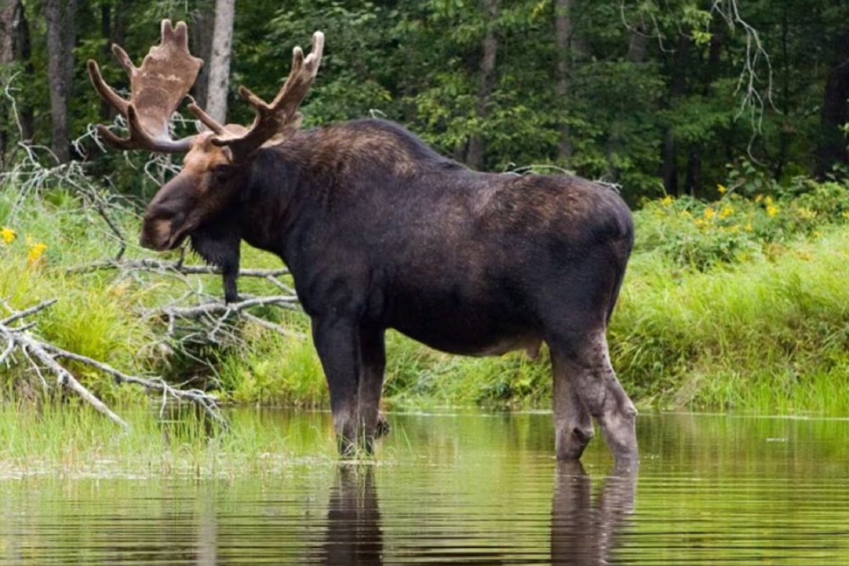 கனடாவில் மான் ஒன்றினால் பறிபோன உயிர் | One Dead After Vehicle Swerves To Avoid Moose