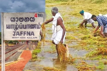 வடக்கில் சீரற்ற காலநிலை: பெருமளவு நெற்செய்கை நிலங்கள் நாசம்