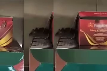 பிரபல நிறுவன பிரியாணி பாக்ஸில் துள்ளிக் குதித்த எலி - பகீர் காட்சிகள்!