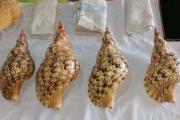 பல மில்லியன் பெறுமதியான வலம்புரி சங்குகளுடன் மூவர் கைது