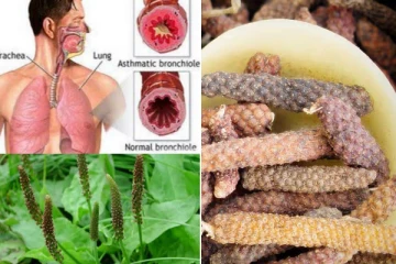 ஆஸ்துமா நோயாளிகளின் வரப்பிரசாதம்! எப்படி சாப்பிட வேண்டும்?