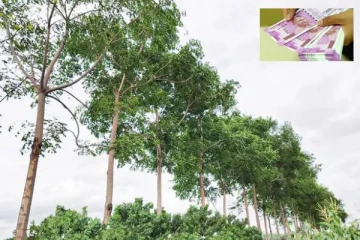 இந்த மரத்தை நட்டு வைத்தால் 10 வருடங்களில் 1 கோடி ரூபாய் சம்பாதிக்கலாம்