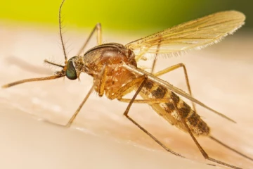 உலகில் ஒரு கொசு கூட இல்லாத நாடு.., எது தெரியுமா?