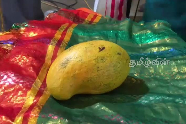 வவுனியாவில் 162,000 ரூபாய்க்கு ஏலத்தில் விற்கப்பட்ட மாம்பழம் (Photos) | A Mango Sold Rs 162 000 An Auction In Vavuniya