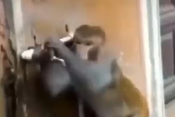 மனிதர்களை மிஞ்சிய குரங்கின் செயல்.... சிந்திக்க வைத்த காட்சி