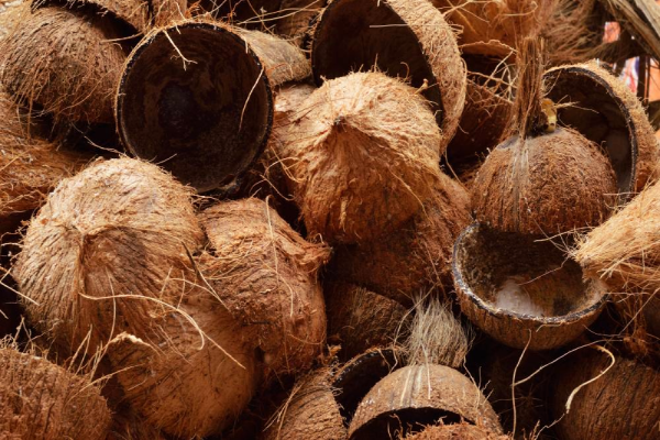 தேங்காய் ஓடு இருந்தா வீசாதீங்க - பாம்பிற்கு இது ஆகாதாம் | Coconut Shell Repels Snakes Home Protect தேங்காய் ஓடு இருந்தா வீசாதீங்க - பாம்பிற்கு இது ஆகாதாம் | Coconut Shell Repels Snakes Home Protect