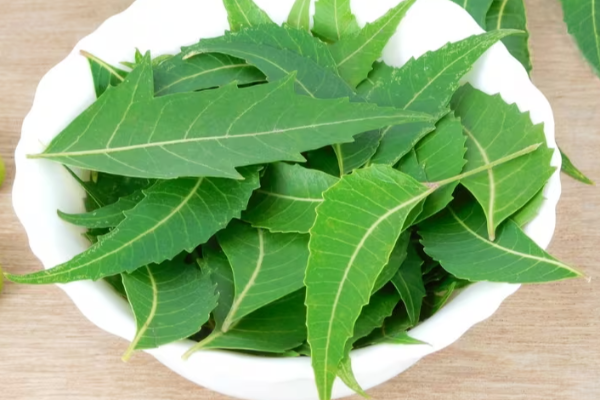 வேப்பிலை சுகர் லெவலை கட்டுக்குள் வைக்கும் என உங்களுக்கு தெரியுமா? | Neem Is Help Keeping Sugar Levels Under Control