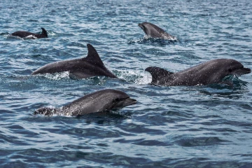 கருங்கடலில் டால்பின்கள் மூலம் பாதுகாப்பை பலப்படுத்திய ரஷ்யா: பிரித்தானிய அமைச்சகம் தகவல்