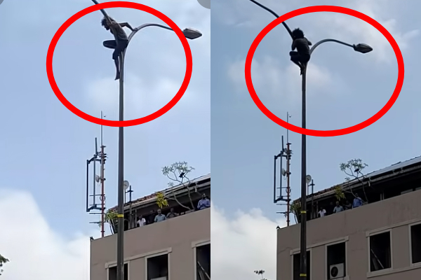 கொழும்பில் மின் கம்ப உச்சிக்கு ஏறிய இளைஞனால் பரபரப்பு! | Man Climbed Top Of An Electricity Pole In Colombo