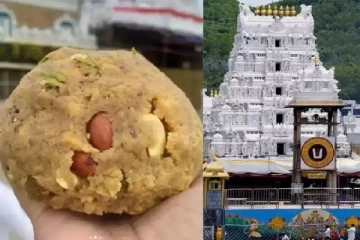 திருப்பதி லட்டு பிடிக்க ஆட்கள் தேவை: வெடித்தது சர்ச்சை