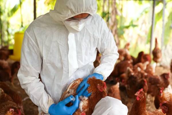 Half Boil சாப்பிடாதீங்க: தமிழக மக்களுக்கு அமைச்சரின் எச்சரிக்கை | Minister Ma Subramanian Spoke About Bird Flu