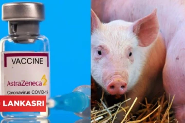 கொரோனா தடுப்பூசியில் பன்றியின் புரதப்பொருள் சேர்க்கப்படுவதாக கூறப்பட்ட தகவல்! அது குறித்து வெளியான உண்மை