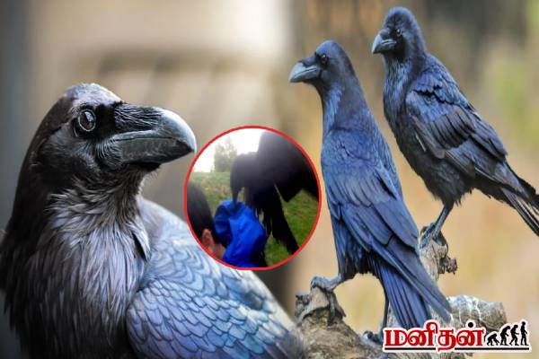 காக்கா கிட்ட வம்பு வச்சிக்காதிங்க! 20 வருடங்களுக்கு பகையை மறக்காதா? அதிரவைத்த ஆய்வு தகவல் | Do Crows Come Back For Revenge
