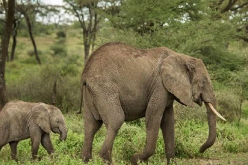 வளர்ப்பு யானைகளுக்கு அடையாள அட்டை ...இலங்கை அரசாங்கத்தின் திட்டம்