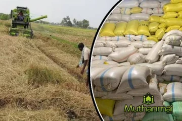 நெல் களஞ்சியம் தொடர்பில் அரசாங்கத்திற்கு ஏற்பட்டுள்ள சிக்கல்