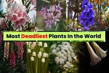 உலகில் உள்ள மிகவும் விஷமுள்ள தாவரங்கள் - உங்கள் வீட்டில் இருக்கா?