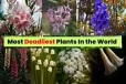 உலகில் உள்ள மிகவும் விஷமுள்ள தாவரங்கள் - உங்கள் வீட்டில் இருக்கா?