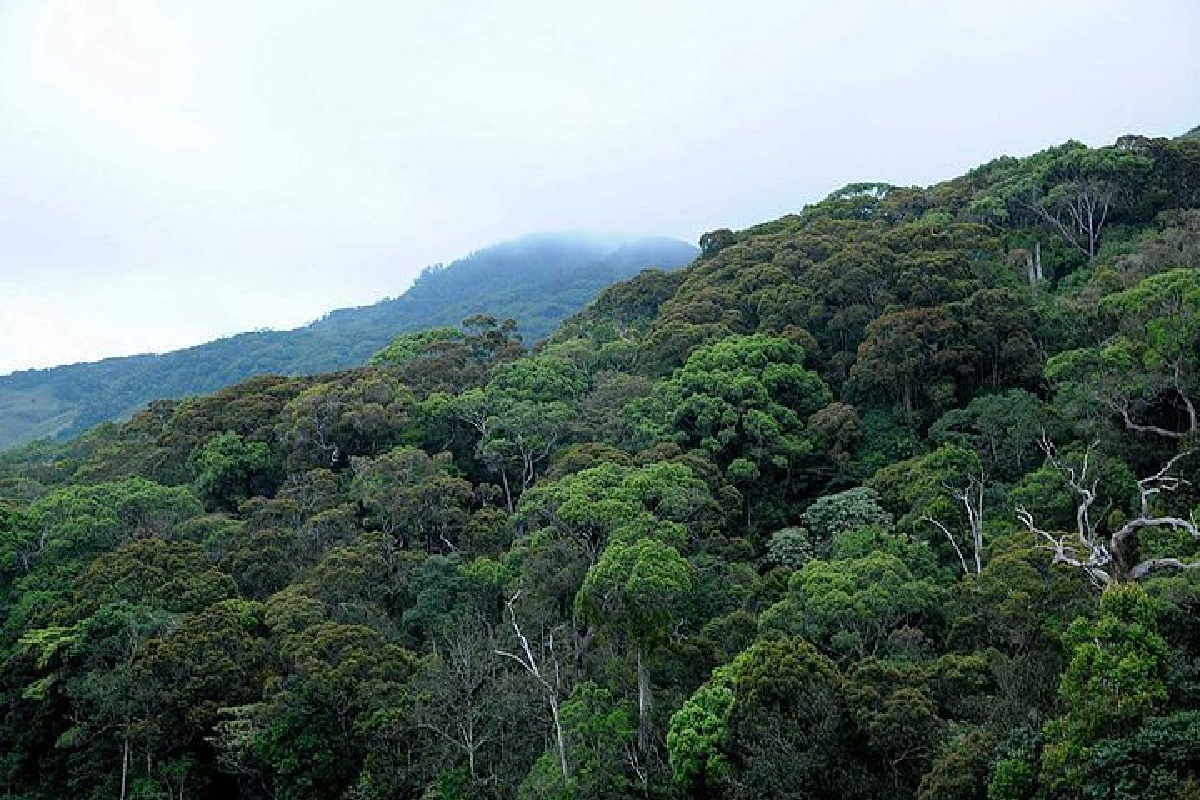 மேலும் 20 காடுகள் பாதுகாக்கப்படும் வனப்பகுதிகளாக வர்த்தமானி | Srilanka Gazette Designate 20 Additional Forest மேலும் 20 காடுகள் பாதுகாக்கப்படும் வனப்பகுதிகளாக வர்த்தமானி | Srilanka Gazette Designate 20 Additional Forest
