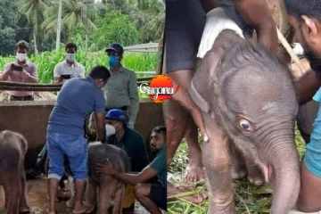 මෙරට ඉතිහාසයේ වාර්තාවක් තබමින් සුරංගි අලි බබාල දෙන්නෙක් බිහිකරයි.(PHOTO)දෙන්නම පිරිමි බබාල.