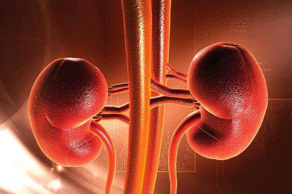 சிறுநீரகம் சுத்தமாக இருக்க இந்த உணவுகளை சாப்பிடுங்க | Foods That Cleanse The Kidneys