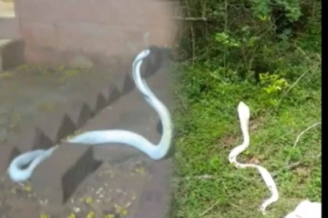 கோவையில் மழை நீரில் அடித்து வரப்பட்ட அரிய வகை வெள்ளை நிற பாம்பு - வைரலாகும் விடியோ