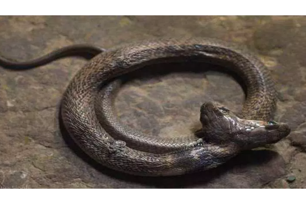 அதிசயம்... இரட்டை தலையுடன் பிறந்த பாம்பு! ஆச்சரியத்தில் உறைந்து போன வனத்துறை அதிகாரிகள் | Rare Two Headed Cobra Rescued In Uttarakhand S