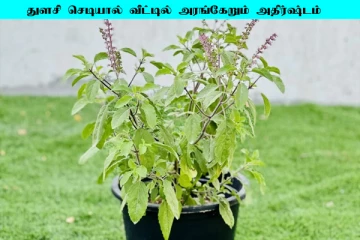 Vastu Tips: துளசி செடியில் இந்த தவறை செய்யாதீங்க... வீட்டிற்கு துரதிர்ஷ்டம் வருமாம்