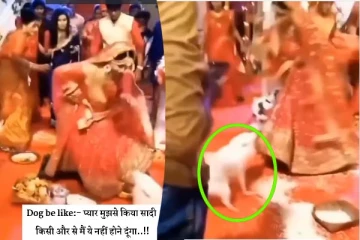 மணப்பெண்ணை துரத்தி துரத்தி தாக்கும் நாய்... வைரலாகும் காணொளி