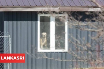 கனடாவில் மூன்று நாய்கள் சேர்ந்து தாக்கியதில் 17 வயது இளம்பெண் உயிரிழப்பு! வீட்டில் நடந்த அதிர்ச்சி சம்பவம்