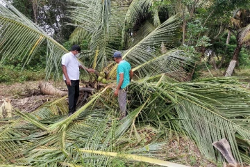 யாழில் மற்றுமொரு துயரம் - தென்னை மரம் வீழ்ந்து பலியானார் குடும்பஸ்தர்