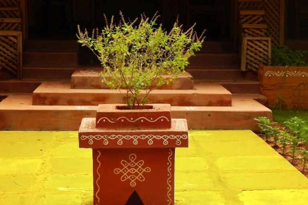 வீடுகளில் துளசி செடி அடிக்கடி காய்ந்து போகிறதா? இந்த பதிவு உங்களுக்கு தான் | Natural Tips For Tulasi Plant Maintenance At Home