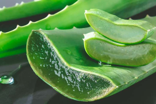 உச்சி முதல் பாதம் வரை - கற்றாழையின் அற்புத பயன்கள் | Aloe Vera Health Benefits In Tamil