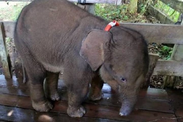 வேட்டைக்காரர்களின் சதிச்செயல் : பாதி தும்பிக்கையை இழந்த குட்டியானை - சோகத்தில் மக்கள்