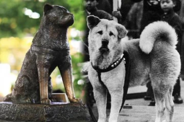 10 வருடமா தன் உரிமையாளருக்காக காத்திருந்த நாய் - கண் கலங்கவைக்கும் பாச கதை!