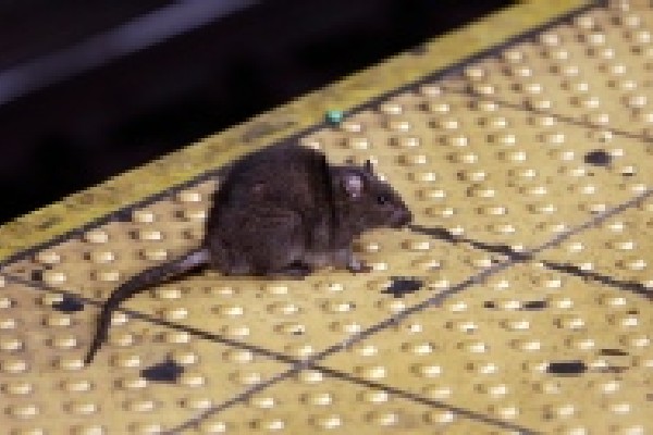 கனடாவில் அதிக எலிகளைக் கொண்ட நகரம் | Toronto Ranked Rattiest City In Canada Orkin