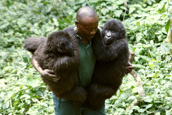 செல்பி மூலம் பிரபலமான கொரில்லா: பாதுகாவலர் தோளில் சாய்ந்து உயிரைவிட்ட சோகம்! கலங்க வைக்கும் புகைப்படம் | Ndakasi Mountain Gorilla Viral Selfie Dies