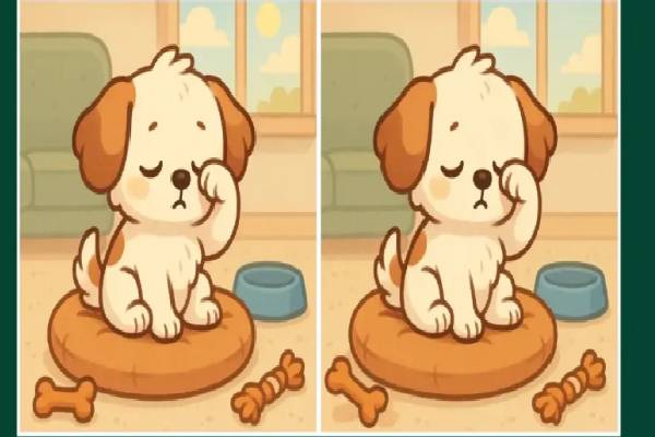 இந்த ஒரே மாதிரியான இரண்டு படங்களிலும் 3 வித்தியாசங்களை கண்டுபிடிக்க முடியுதா? | Visual Test Spot The 3 Differences In The Dog இந்த ஒரே மாதிரியான இரண்டு படங்களிலும் 3 வித்தியாசங்களை கண்டுபிடிக்க முடியுதா? | Visual Test Spot The 3 Differences In The Dog