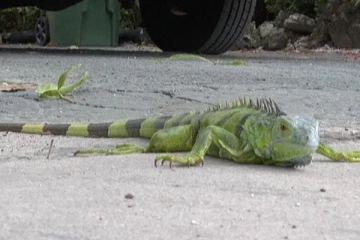 தரையில் விழுந்து கிடக்கும் உடும்புகள்