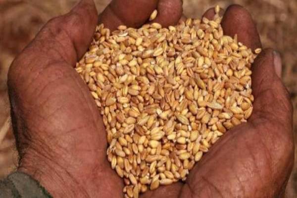 கோதுமை மாவை இப்படி சேமித்து வைங்க - எவ்வளவு நாளானாலும் பூச்சு படிக்காது | How To Store Wheat Flour At Home Natural Ways