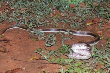 வயல் வரப்பில் நடந்த போது திடீரென வலியால் துடித்த பள்ளி மாணவி! அங்கே பாம்பு செல்வதை கண்டு அதிர்ச்சியில் சிலையாக நின்ற பெற்றோர்