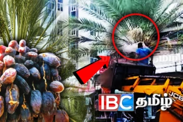 காத்தான்குடியில் காய்த்துக் குலுங்கும் பேரீச்சம்பழங்கள்: காண குவியும் மக்கள்