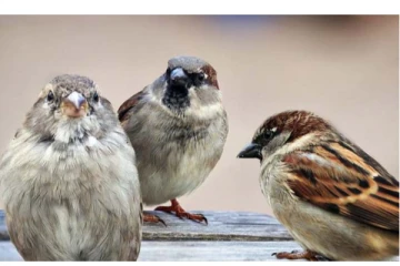 உங்க வீட்டுல சிட்டுக்குருவி கூடு கட்டினால் அதிர்ஷ்டமாம்! சுவாரசியமான தகவல்