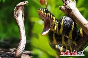 இந்த செடி பாம்பு விஷத்தையே சில நிமிடங்களில் முறிக்குமாம்! எதுன்னு தெரியுமா..?