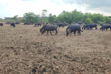 திருகோணமலையில் மேய்ச்சல் தரை இல்லாமையினால் பண்ணையாளர்கள் அவதி (Video)
