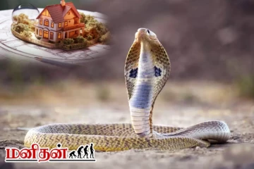 உங்கள் வீட்டிற்குள் அடிக்கடி பாம்பு வருதா? அப்போ வீட்டில் நடக்கப்போகும் சகுனம் இது தான்
