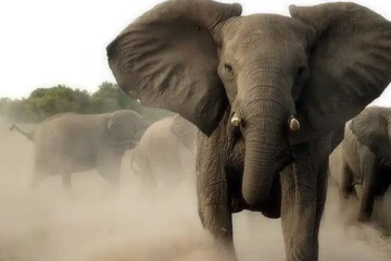 யானைக்கு பயந்து ஓடியவர் மின்வேலியில் சிக்கி உயிரிழப்பு